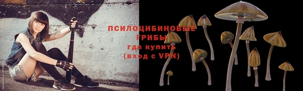 сатива Балахна